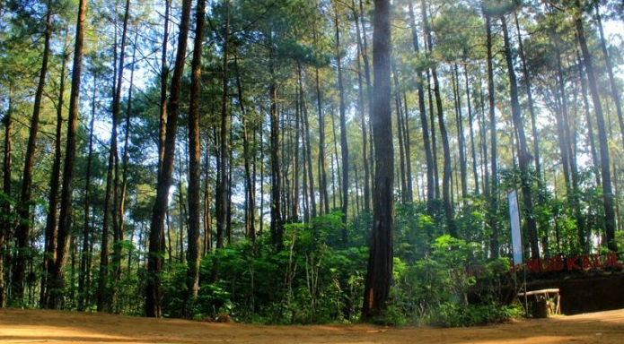 Hutan Pinus Kalilo Purworejo
